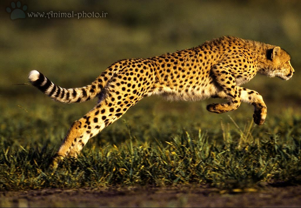 عکس سریعترین حیوان دنیا - یوزپلنگ