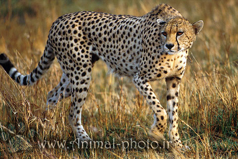 cheetah photo gallery animal-photo.ir