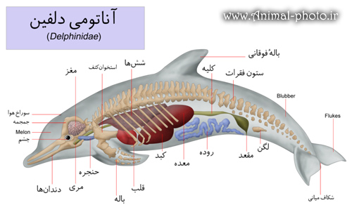 آناتومی و کالبد شکافی دلفین ها