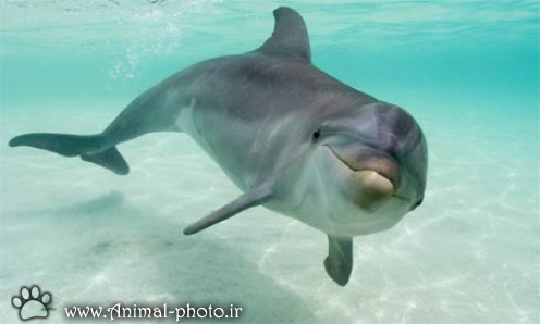 عکس زیبای دلفین ها