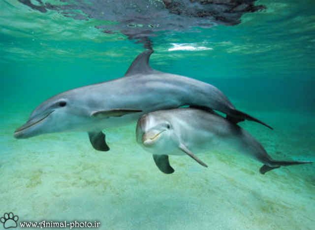 بازی دلفین ها در آب