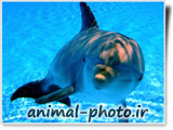 dolphin picture and image under water