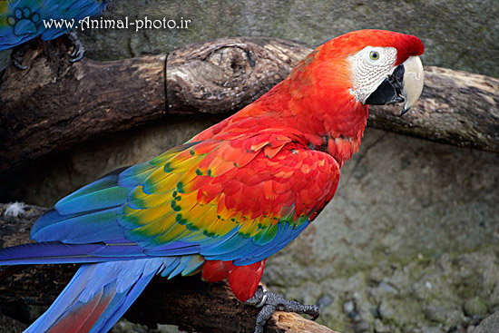 colorful parrots bird